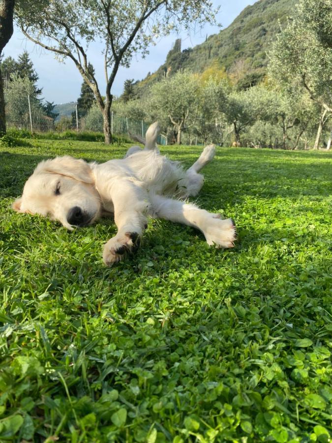 Sotto Il Cielo Di Toscana Appartamenti In Tenuta Only Adults No Pet Camaiore Eksteriør bilde