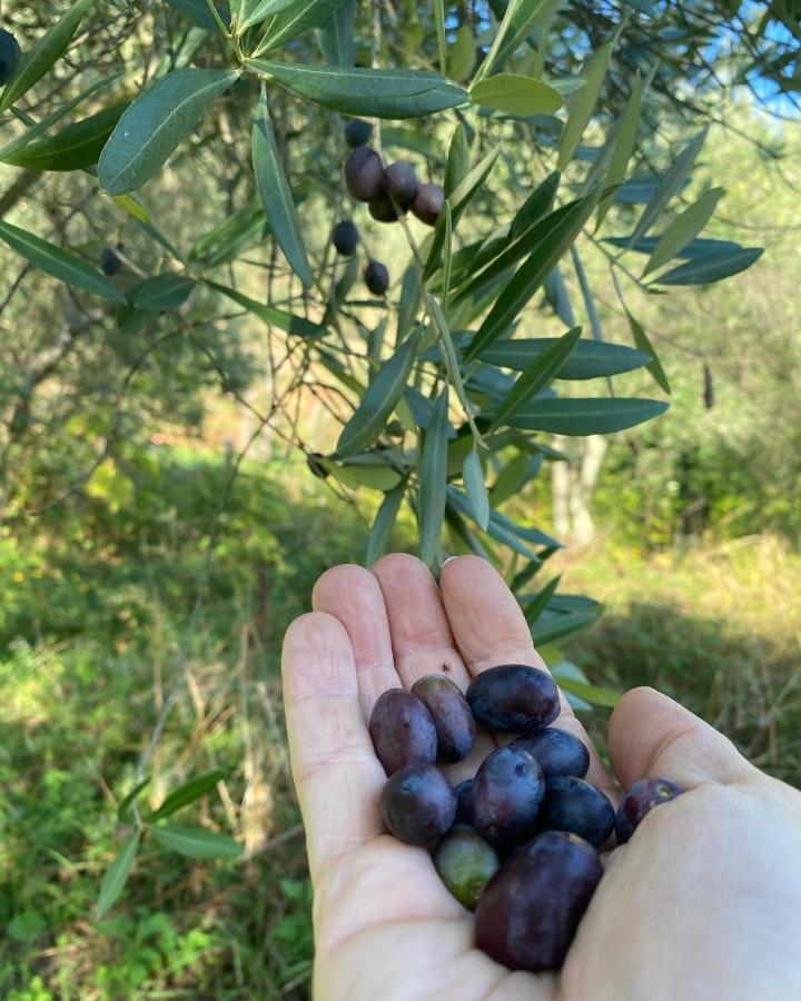 Sotto Il Cielo Di Toscana Appartamenti In Tenuta Only Adults No Pet Camaiore Eksteriør bilde