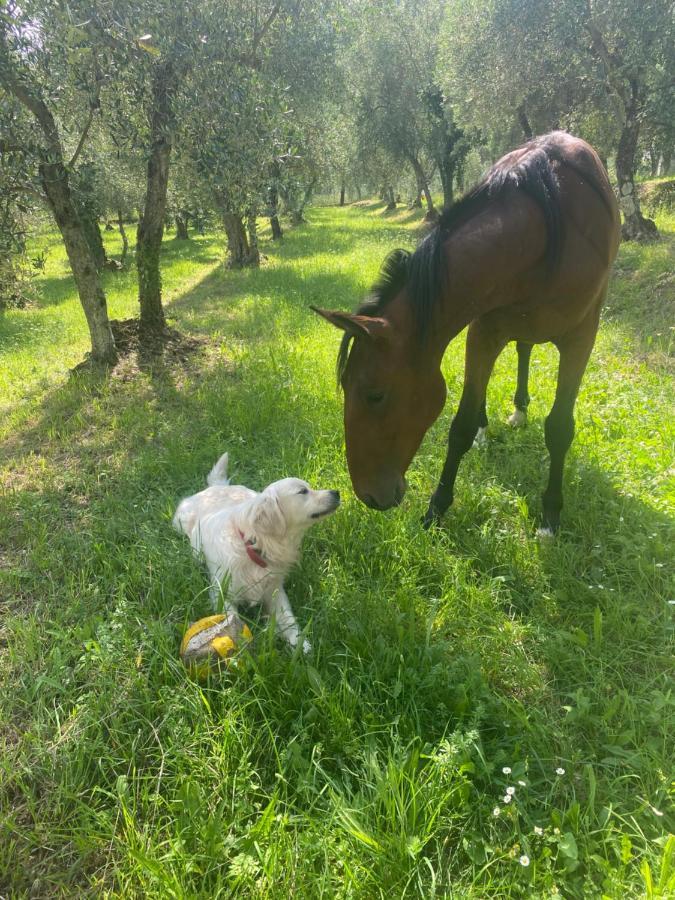 Sotto Il Cielo Di Toscana Appartamenti In Tenuta Only Adults No Pet Camaiore Eksteriør bilde